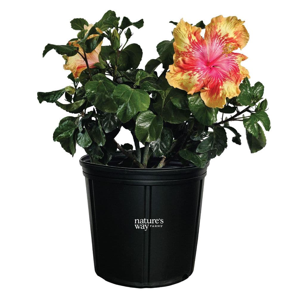 NATURE'S WAY FARMS 1.72 Gal. Volcano Lava Hawaiian Hibiscus