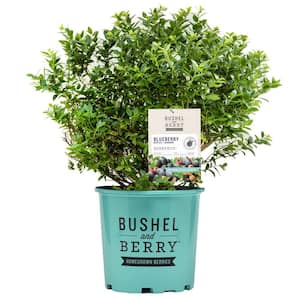 2.0 Gallon Blueberry 'Berrybux' (Vaccinium corymbosum hybrid 'ZF08-095') Blueberry Plant 1-Each