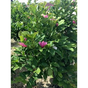 5 Gal. Ann Magnolia Flowering Deciduous Tree with Pink Flowers