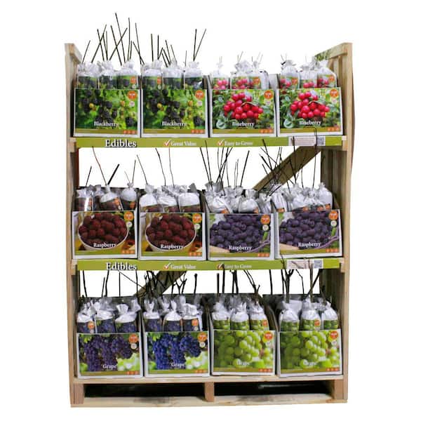 VAN ZYVERDEN NE MW Grape Bulb Rack