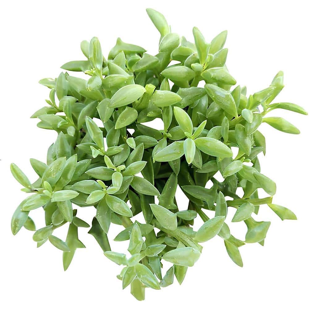 Senecio Peregrinus Succulent (1-Pack)