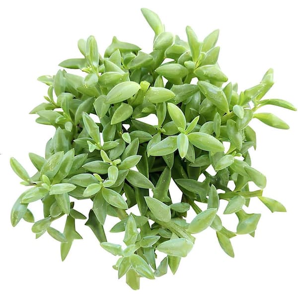 Unbranded Senecio Peregrinus Succulent (1-Pack)