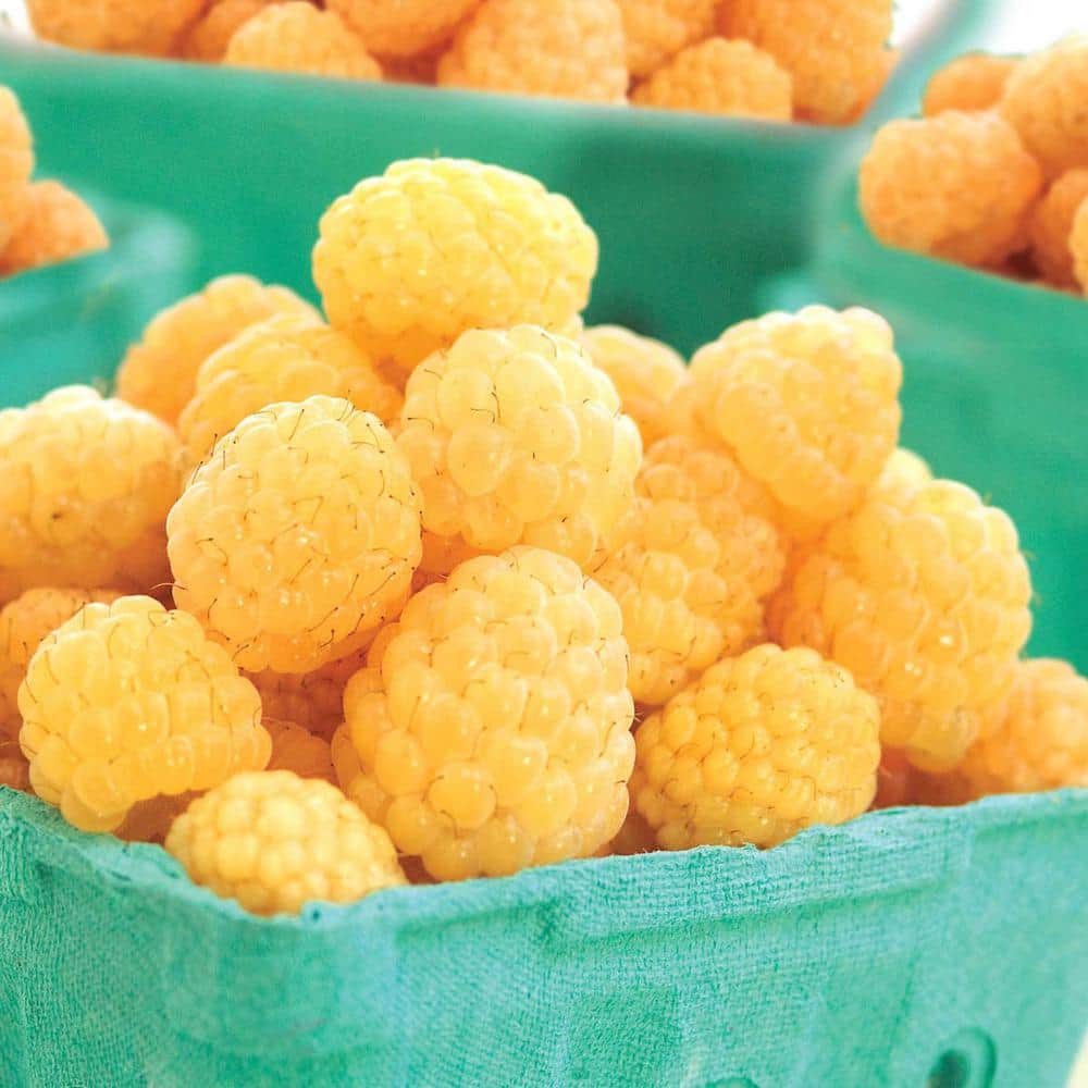 Gold Raspberries