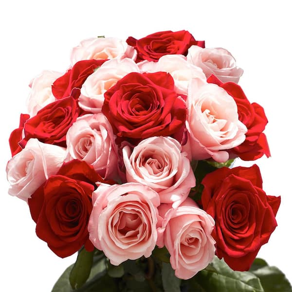 Globalrose 50 Stems of Roses 25 Red and 25 Pink