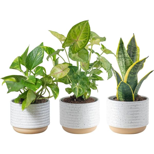Plants ManiaVALIEM Warp Devil、BRERO ZZ Plant - House Plants - The Home Depot