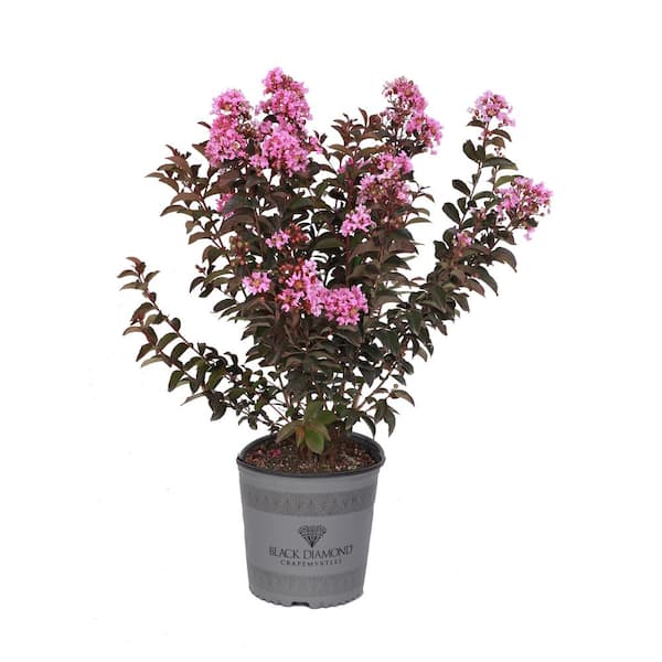 BLACK DIAMOND 2 Gal. Lavender Lace Deciduous Crape Myrtle Tree