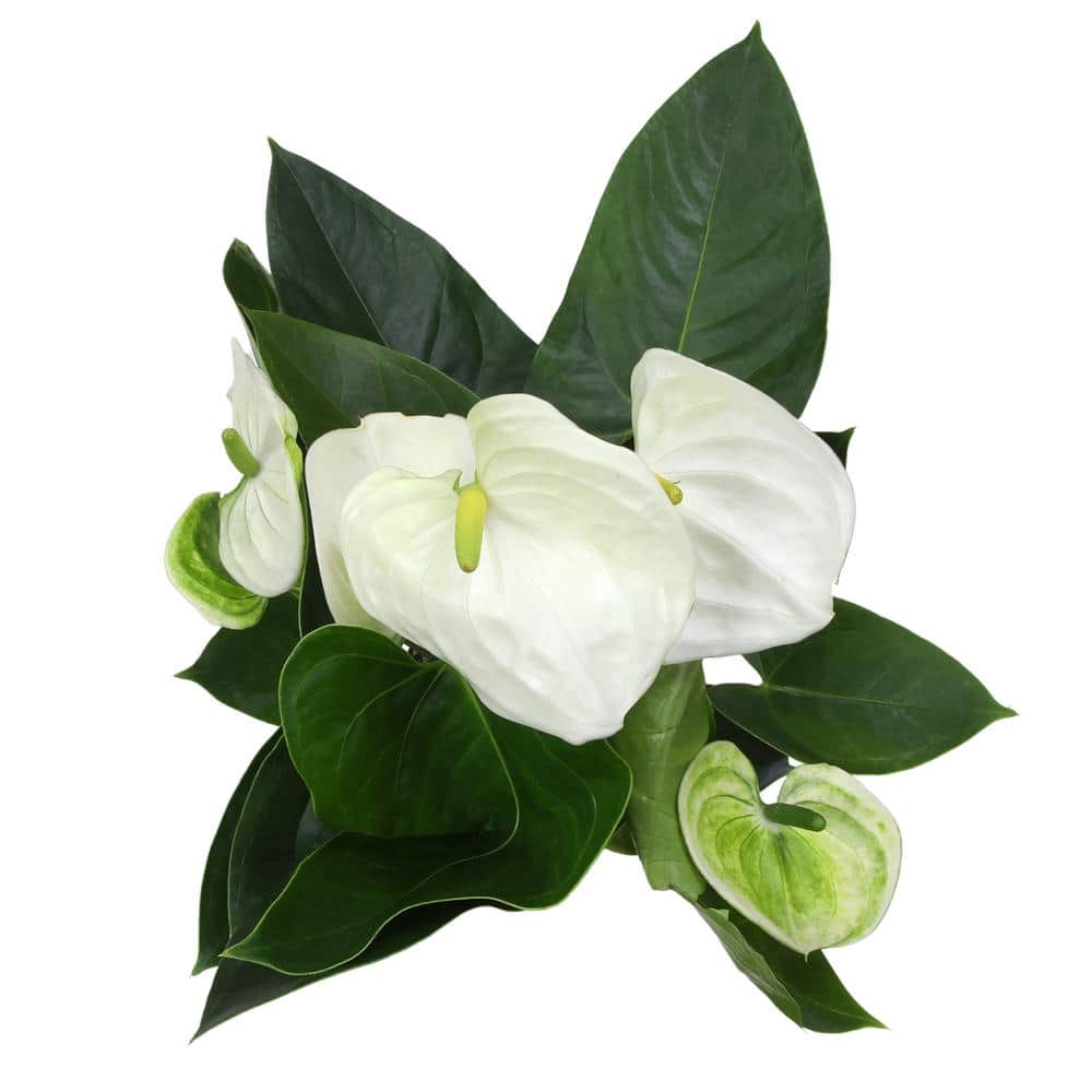 Large White Anthurium Flamingo Flower in Black Grower Pot