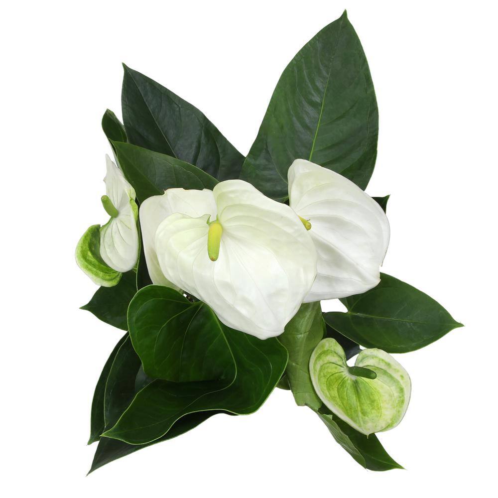 White Flamingo Anthurium in Ribbed Ceramic Planter