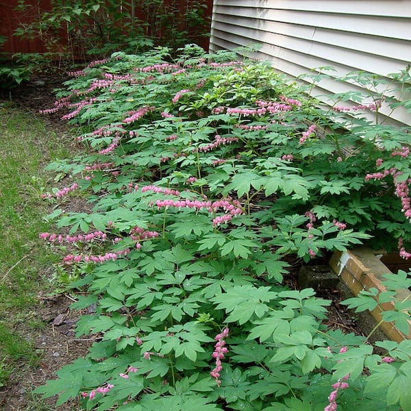 OnlinePlantCenter 1 gal. Old Fashioned Bleeding Heart Plant