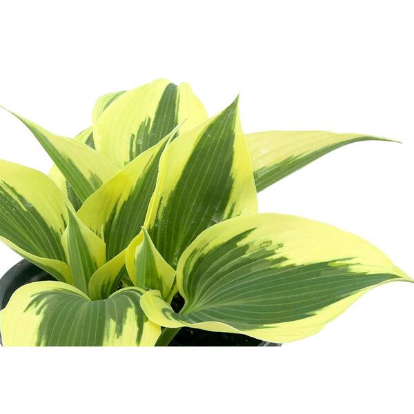 Unbranded - 2.5 qt. Perennial Hosta Firn Line (2-Pack)