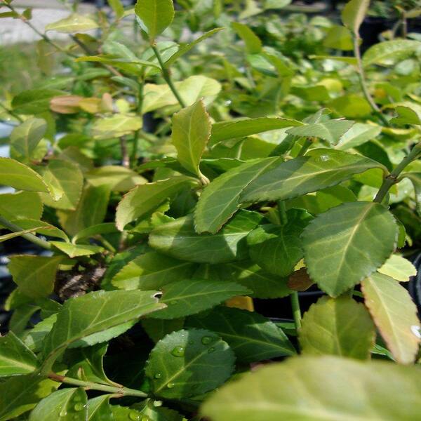 OnlinePlantCenter 1 gal. Coloratus Purple-Leaf Wintercreeper Plant