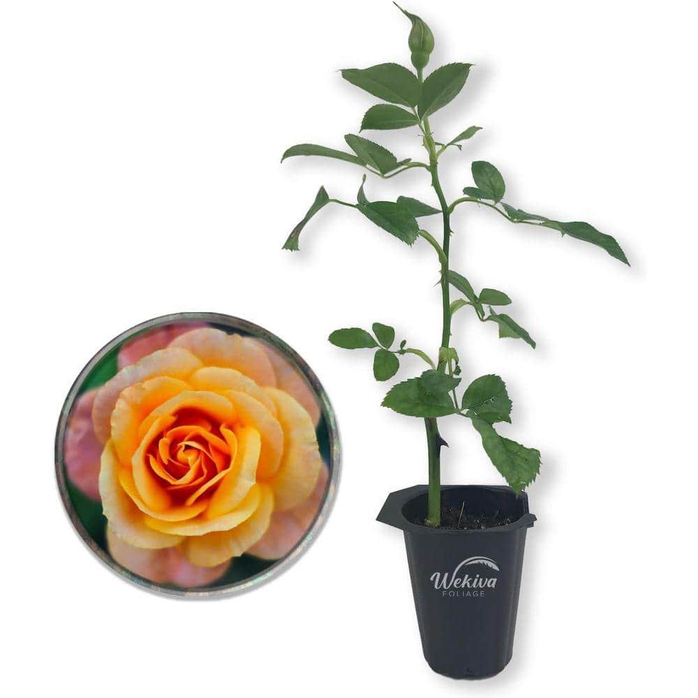 wekiva-foliage-rose-bushes-