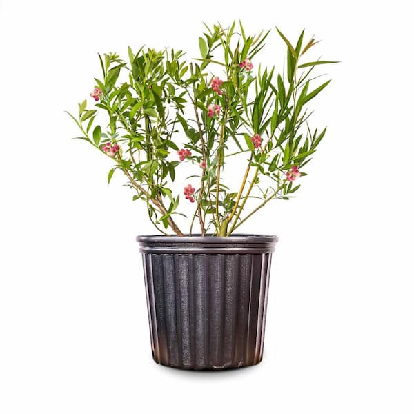 Live Pink Lemonade Blueberry Fruit Plant 1 Gal.