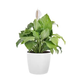 Peace Lily Plant Live Spathiphyllum Indoor Outdoor Plant in 10 in. Premium Ecopots Pure White