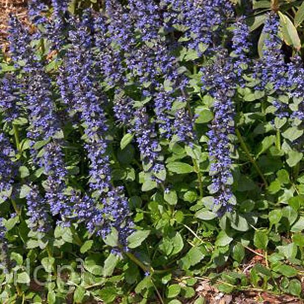 OnlinePlantCenter 1 gal. Giant Bugleweed Plant