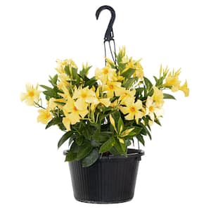 Live Mandevilla Vining Plant with Yellow Blooms in 10 in. Hanging Basket
