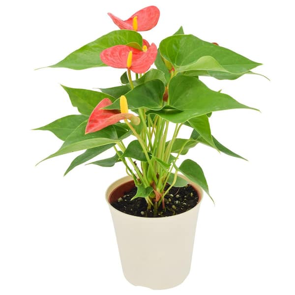4 in. Anthurium Blooming Plant in Beige Pot Cover Planter
