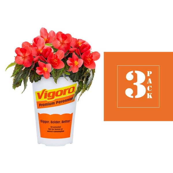 Vigoro 2 qt. Begonia Iconia First Kiss Pink Annual Plant (3-Pack