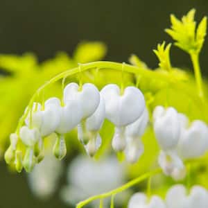 White Gold Bleeding Heart (Dicentra), Live Bareroot Perennial Plant, White Flowers (1-Pack)