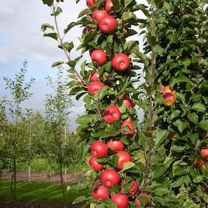 2.25 Gallon Pot, Tasty Red Fruit Snacks Columnar Apple, Live Deciduous Standard Fruit Tree (1-Pack)