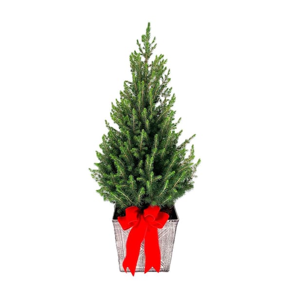 Unbranded 11 in. Holiday Dwarf Alberta Spruce Live Shrub in Decorative Walnut Square Pot and Bright Red Bow