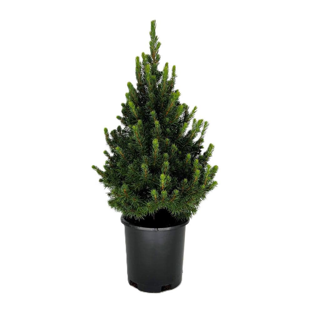 2.5 qt. Dwarf Alberta Spruce Live Evergreen Tree