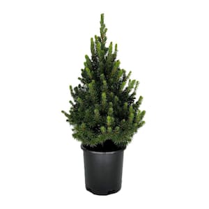 2.5 qt. Dwarf Alberta Spruce Live Evergreen Tree