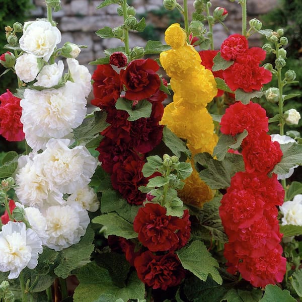 VAN ZYVERDEN Mixed Colors Hollyhocks Collection Roots (10-Pack)
