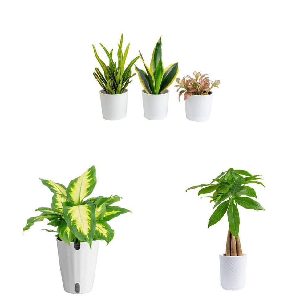 money tree com Pachira aquatica 'Money Tree' – Snakeroot Botanicals