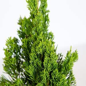 2.5 Qt. Hollywood Juniper (Torulosa) Live Shrub Plant with Twisting Evergreen Foliage