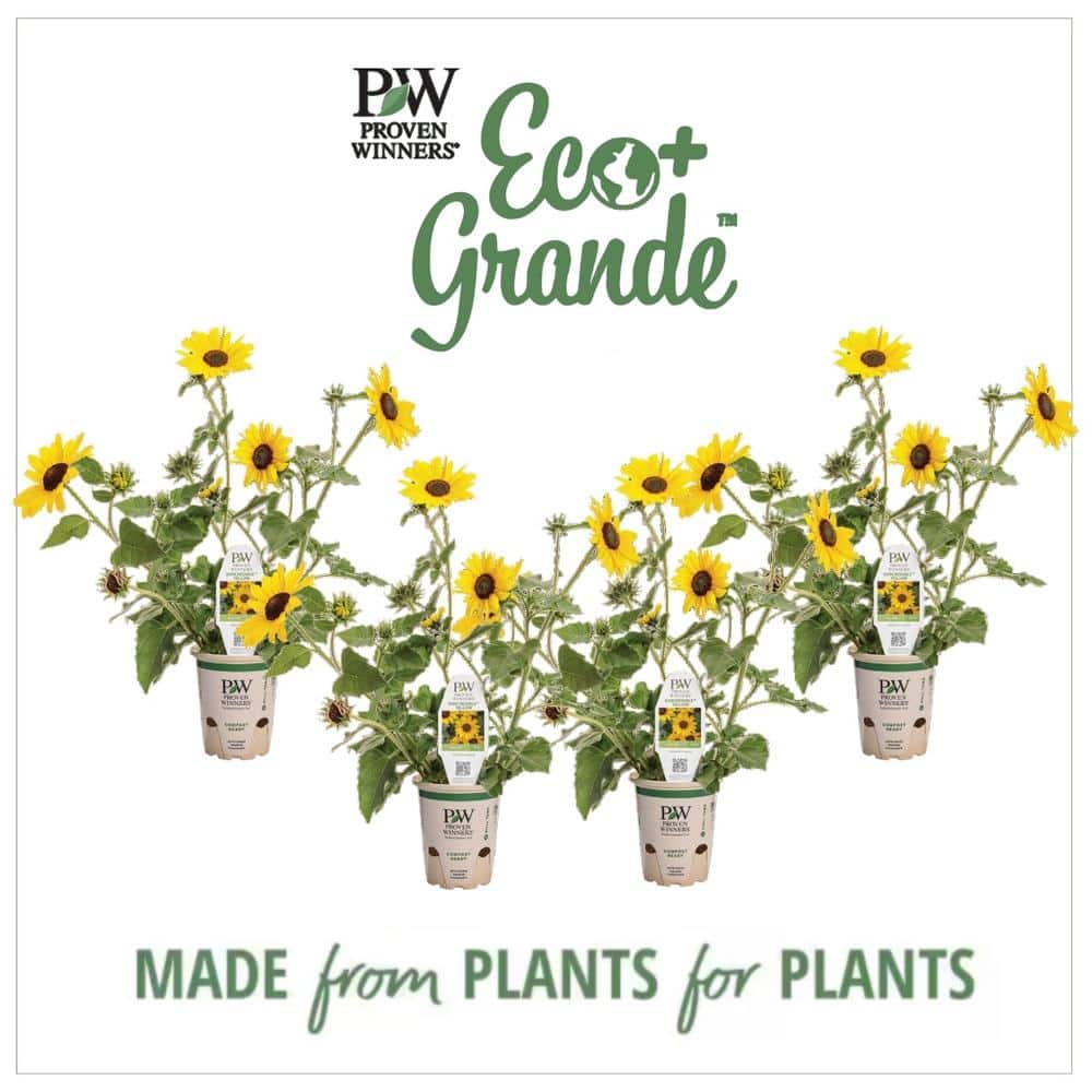 PROVEN WINNERS 4.25 in. Eco+Grande Suncredible Yellow (Helianthus