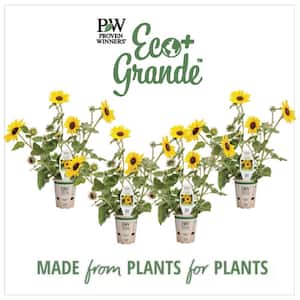 4.25 in. Eco+Grande Suncredible Yellow (Helianthus) Live Plants, Yellow Flowers (4-Pack)