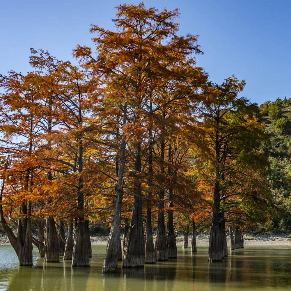 American Bald Cypress Live 1-Gallon Pot Deciduous Conifer