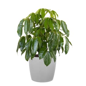 Umbrella Tree Schefflera Amate Live Indoor Outdoor Plant in 10 inch Premium Sustainable Ecopots White Grey Pot