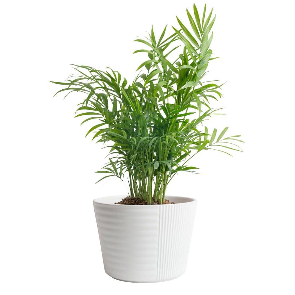 Neanthebella Palm Plant in 6 in. Decor Planter, Avg. Shipping Height 1-2 ft. Tall price history on PriceWatchPro