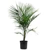 Costa Farms 10 in. Majesty Palm Ravenea Plant MP10 - The Home Depot