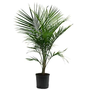 10 in. Majesty Palm Ravenea Plant