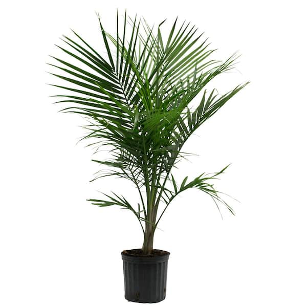 Unbranded Majesty Palm (Ravenea Rivularis) in 11 in. Deco Pot