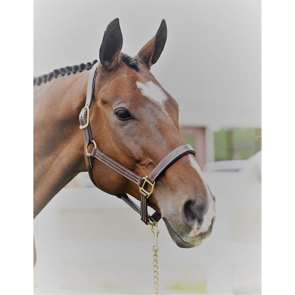 Fancy Stitched Leather Halter - World Equestrian Brands