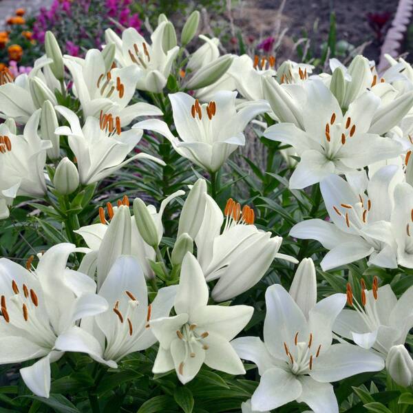 national PLANT NETWORK Bare Root Asiatic Lily Sparkling Joy (5