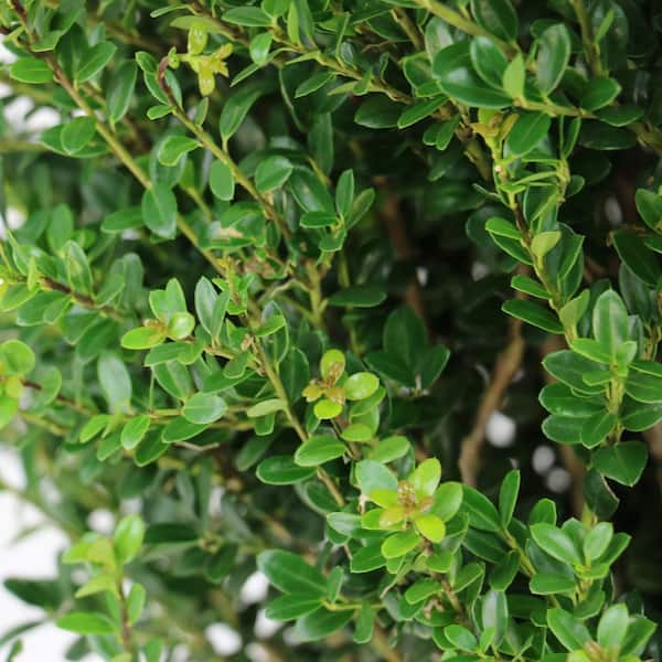 national PLANT NETWORK 1 gal. Ilex 'Steeds' (Pyramid) Shrub HD2889