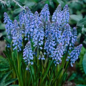 Grape Hyacinths Set of 10 Bulbs