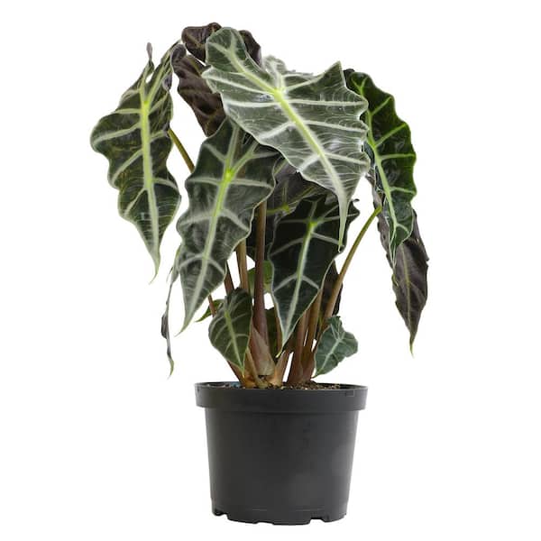 ALTMAN PLANTS 6 in. Alocasia Amazonica Polly Houseplant (Solo)