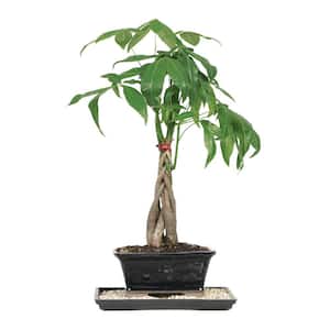 Braided Money Tree Bonsai Tree Indoor Plant in Ceramic Bonsai Pot Container, 4-Years Old, 10 to 14 in.