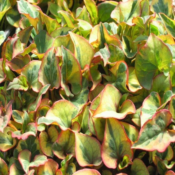 Unbranded 4 in. Chameleon Plant Potted Bog/Marginal Pond Plant