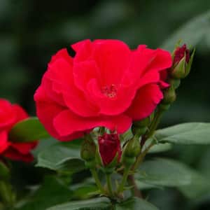 4 in. Pot, Red Freedom Shrub Rose, Red Color Flowers Live Potted Plant (1-Pack)