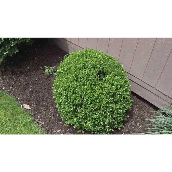 Buxus 'Green Velvet' (Boxwood)