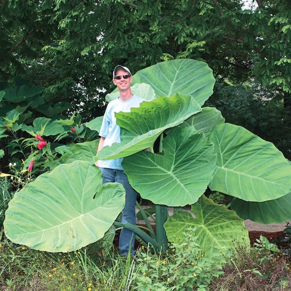 Breck's Thailand Giant Elephant Ear Dormant Foliage Bulbs (3-Pack) 90296 -  The Home Depot