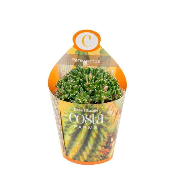 Costa Farms 3in Cacti Rare Assortment in a Deco Pot SL00041260 - The Home  Depot