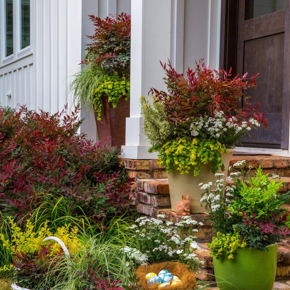 2 Gallon Obsession Nandina Shrub with Bright Red and Green Foliage